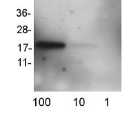 SOD1 aa 58-72 | Superoxide dismutase 1, soluble (clone number 15,13) in the group Antibodies Human Cell Biology / Oxidative stress at Agrisera AB (Antibodies for research) (AS13 2644)